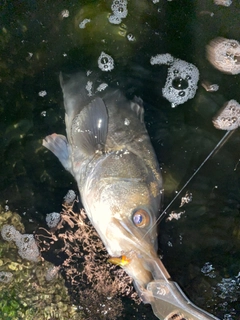 スズキの釣果