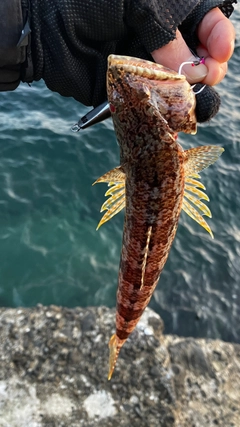 エソの釣果