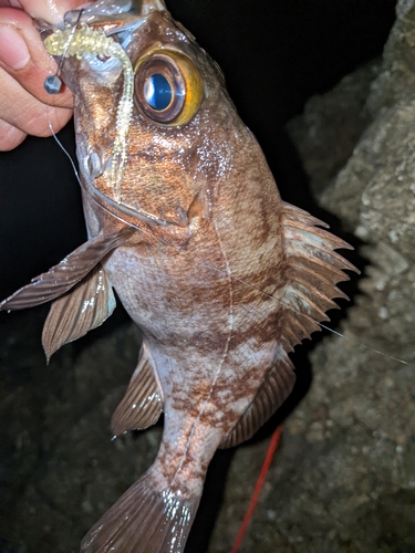 メバルの釣果