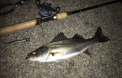 シーバスの釣果