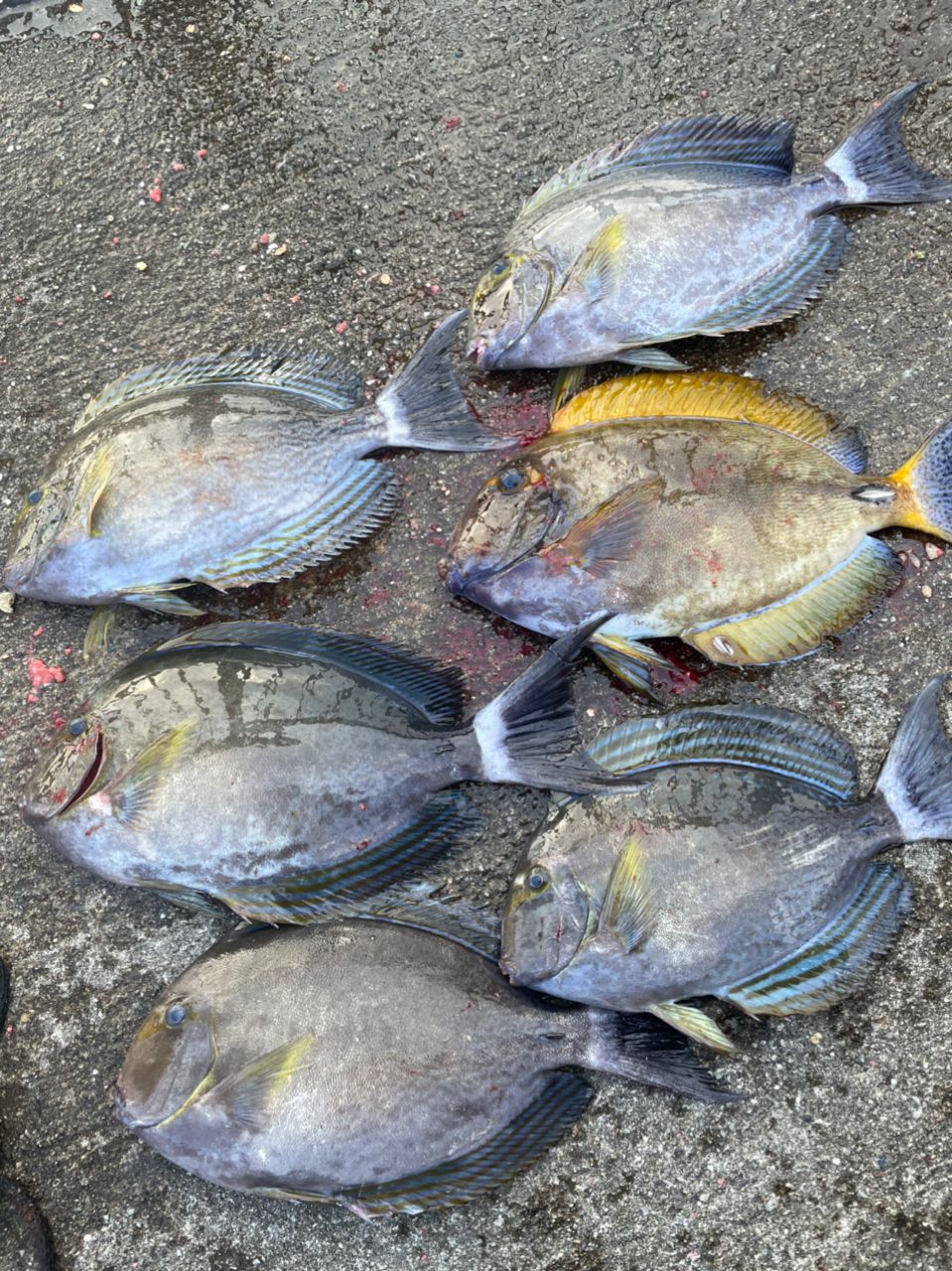 トカジャーの釣果写真