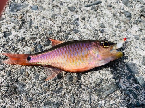 クロホシイシモチの釣果