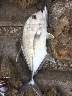 ロウニンアジの釣果