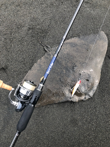 ツバクロエイの釣果