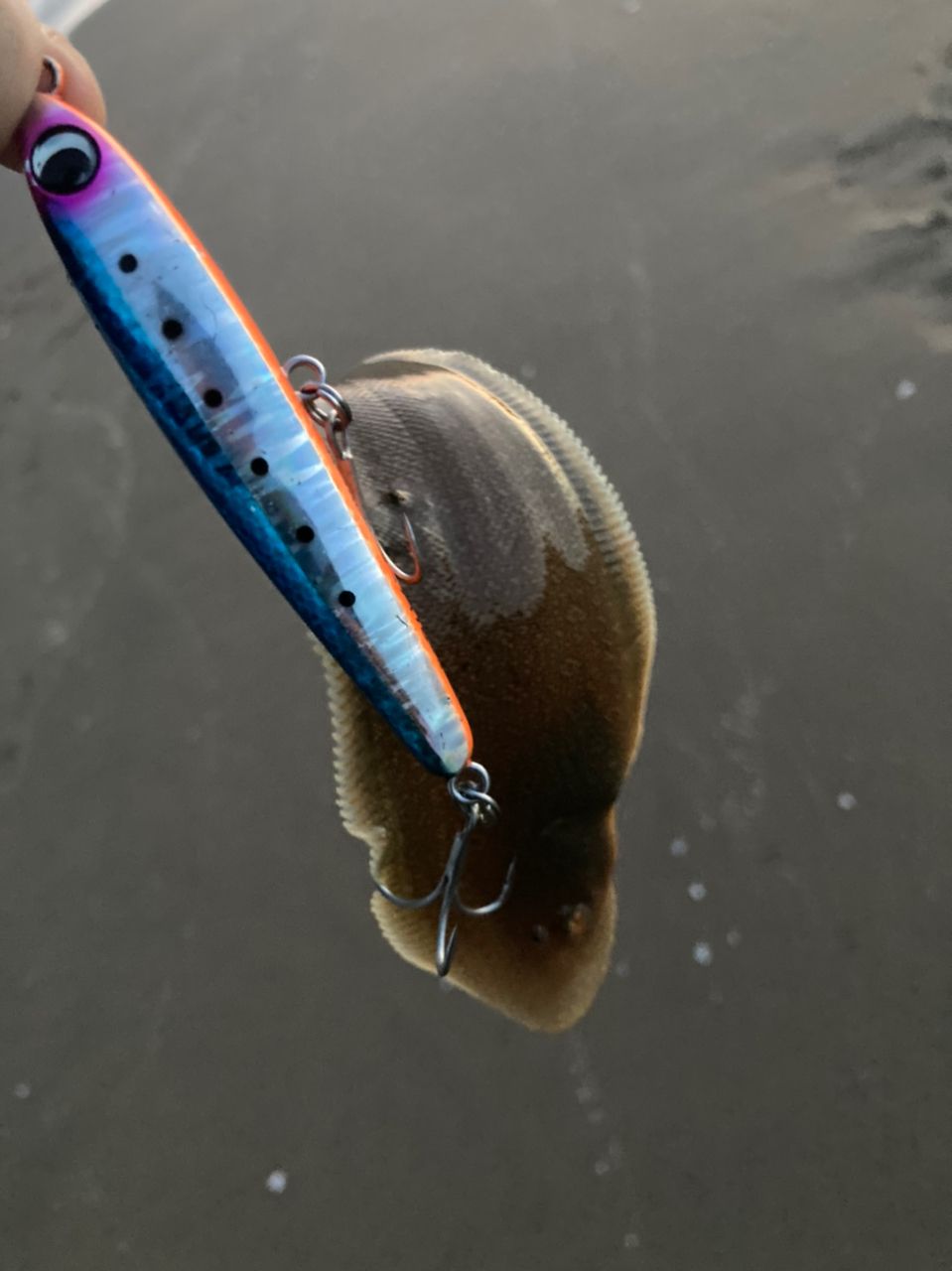 シタビラメ