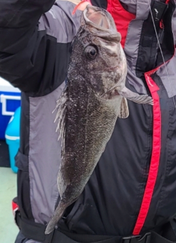 クロソイの釣果