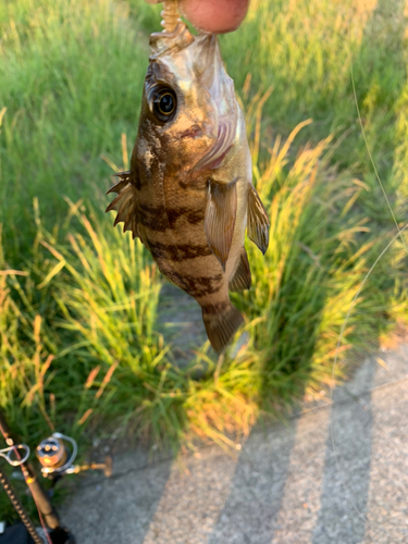 メバルの釣果