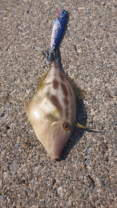 ウマヅラハギの釣果