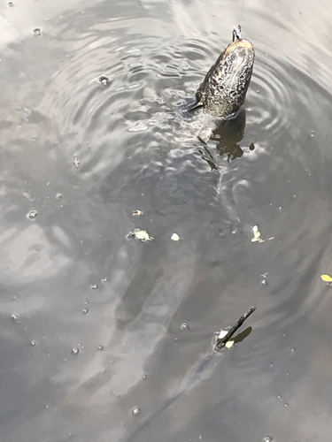 ライギョの釣果