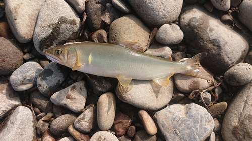 アユの釣果