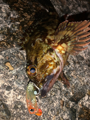 カサゴの釣果