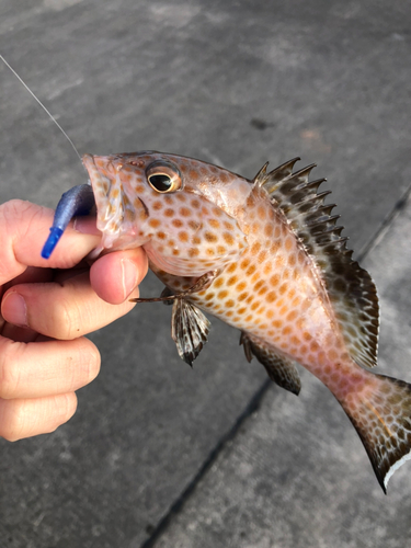 オオモンハタの釣果