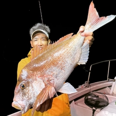 マダイの釣果