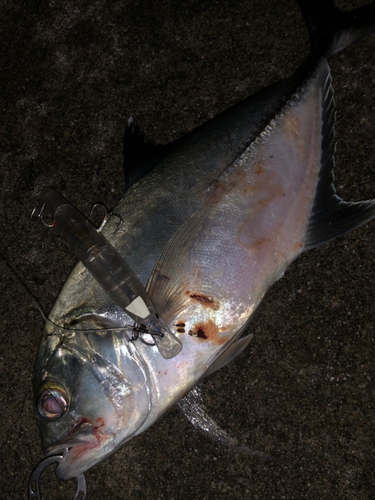 ギンガメアジの釣果