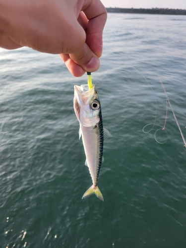 サバの釣果