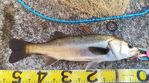 シーバスの釣果