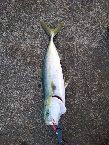 イナダの釣果