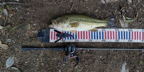 ラージマウスバスの釣果