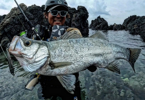 ヒラスズキの釣果