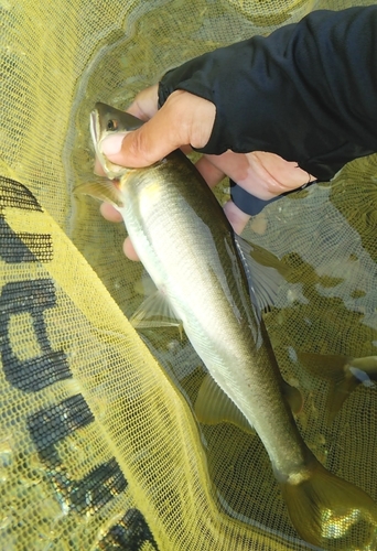 アユの釣果