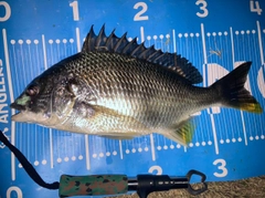 キビレの釣果