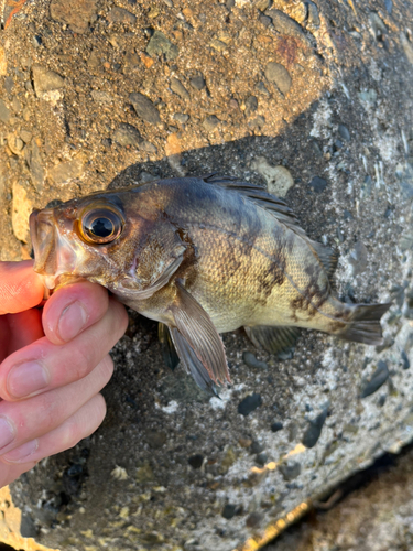 メバルの釣果