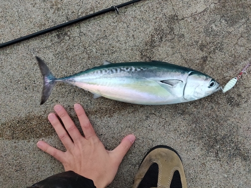 マルソウダの釣果