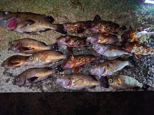 メバルの釣果