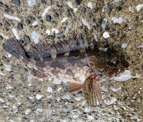 カサゴの釣果