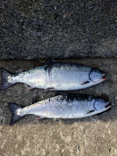 サクラマスの釣果