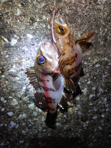 カサゴの釣果