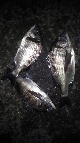 クロダイの釣果