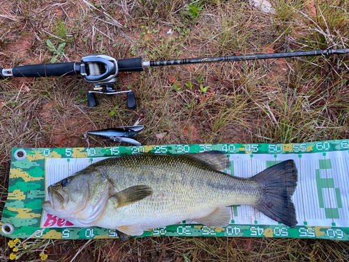 ブラックバスの釣果