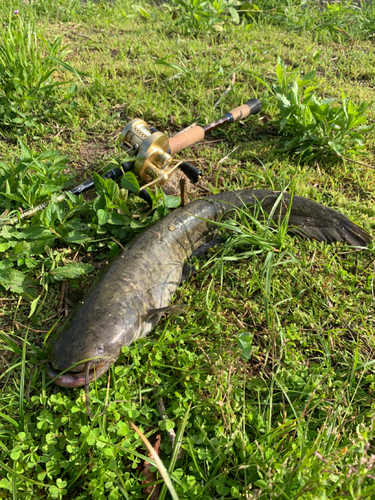 ナマズの釣果