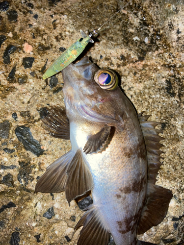 シロメバルの釣果