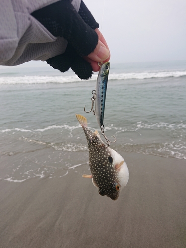 クサフグの釣果