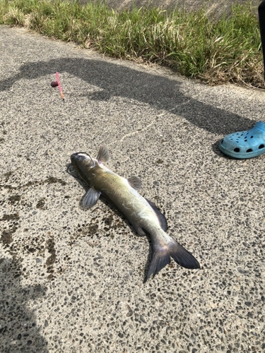 アメリカナマズの釣果