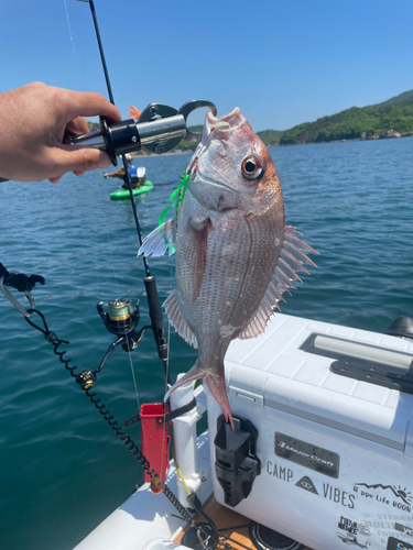 マダイの釣果