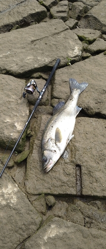 タイリクスズキの釣果