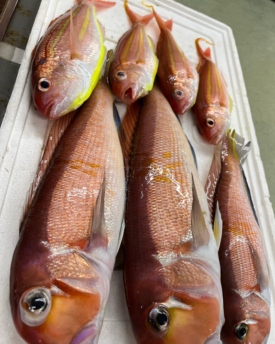 タイの釣果