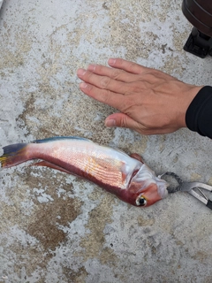 アマダイの釣果