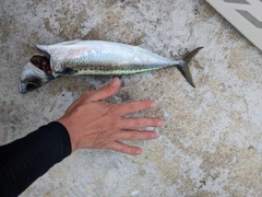 サバの釣果