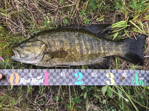 ブラックバスの釣果