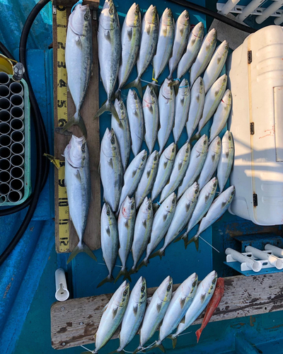 メジロの釣果