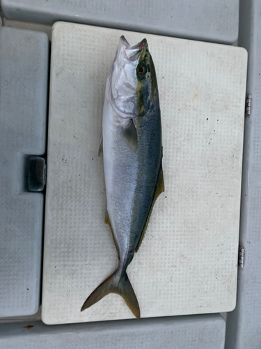 メジロの釣果