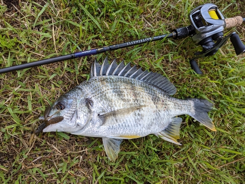 キビレの釣果