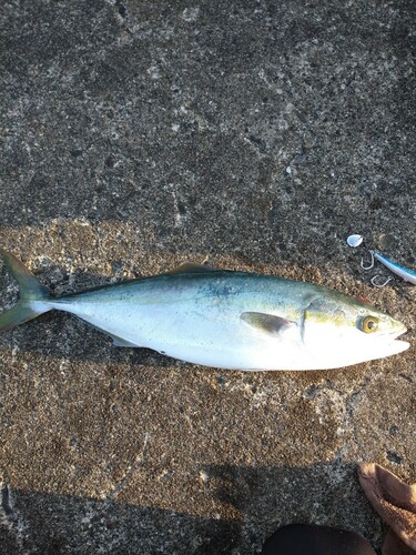 ハマチの釣果