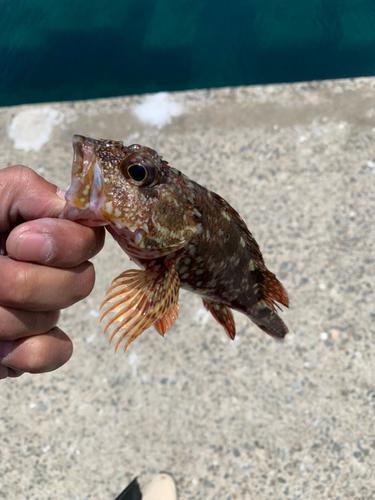 カサゴの釣果