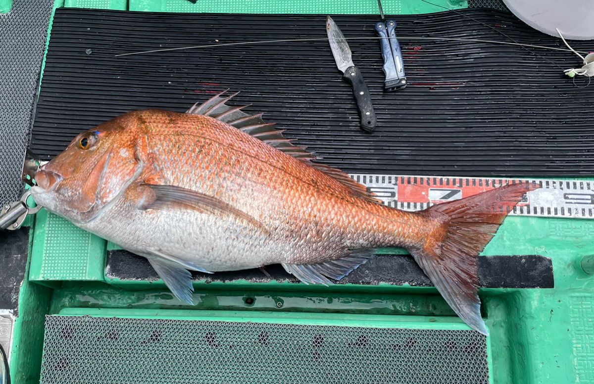 ポケ船長さんの釣果 2枚目の画像