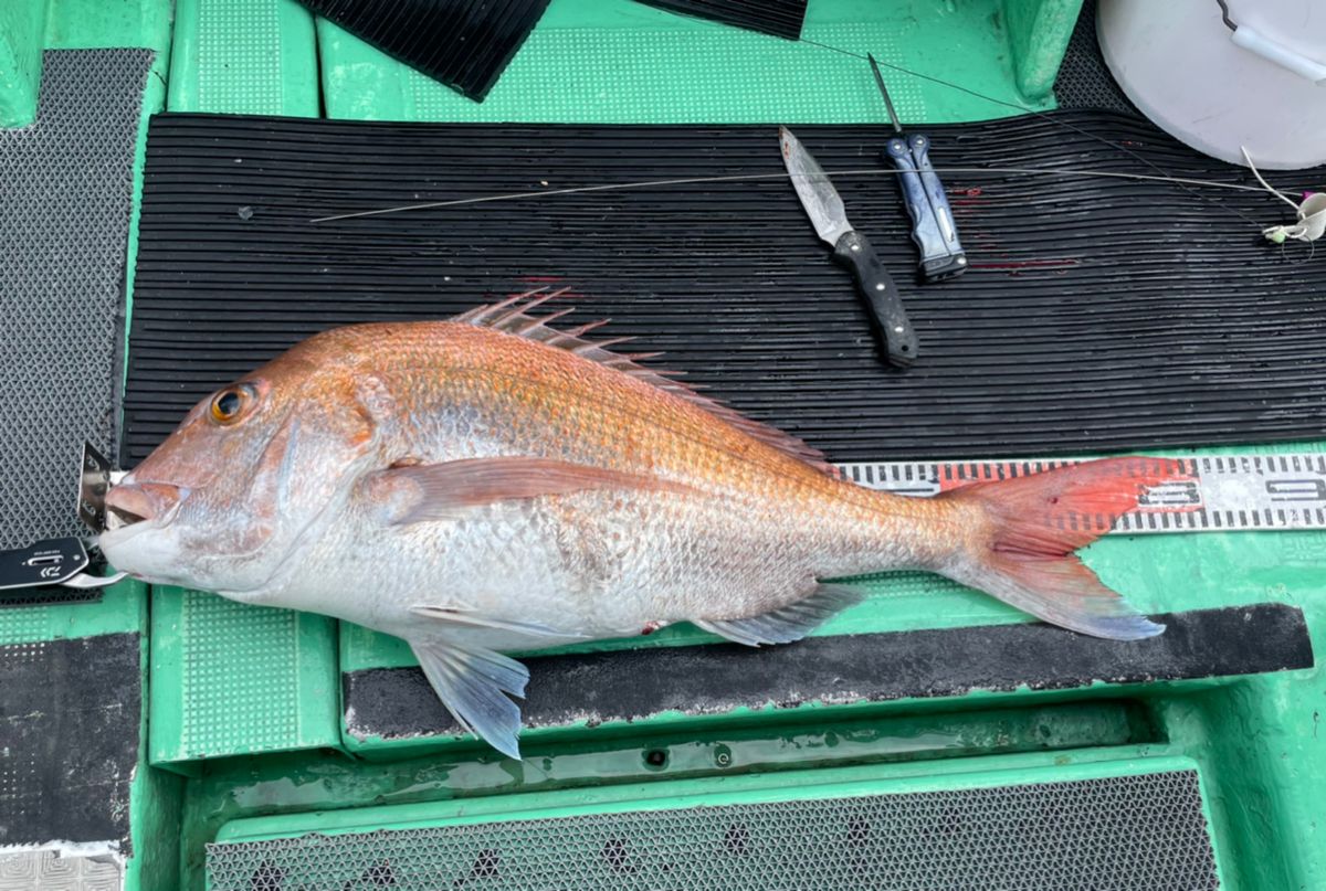 ポケ船長さんの釣果 3枚目の画像